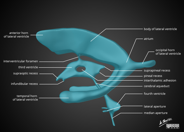 Cerebrospinal Fluid and Ventricular System Anatomy